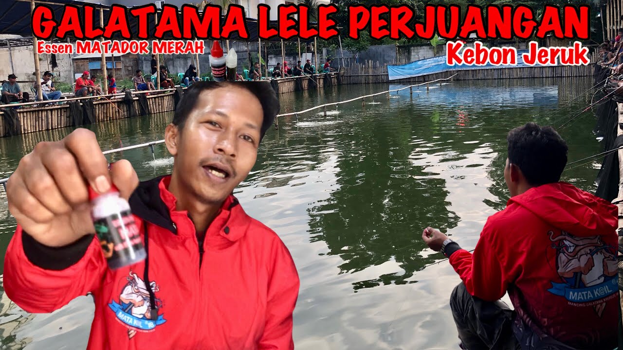 Umpan Simpel❗️Essen Matador X Ulat hongkong | Tanpa Bending Tetap Makanin❗️#galatamalele #bfsfishing