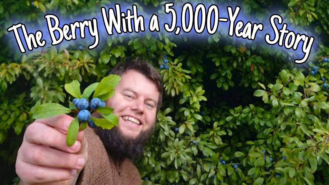 Sloe Secrets: The Ancient Food & Medicine of Our Ancestors 🫐