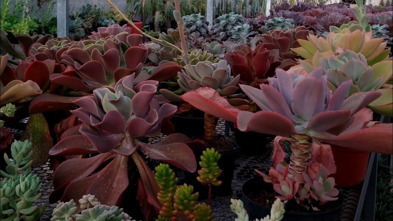 #Suculentas #coloridas viveiro flor de cactus