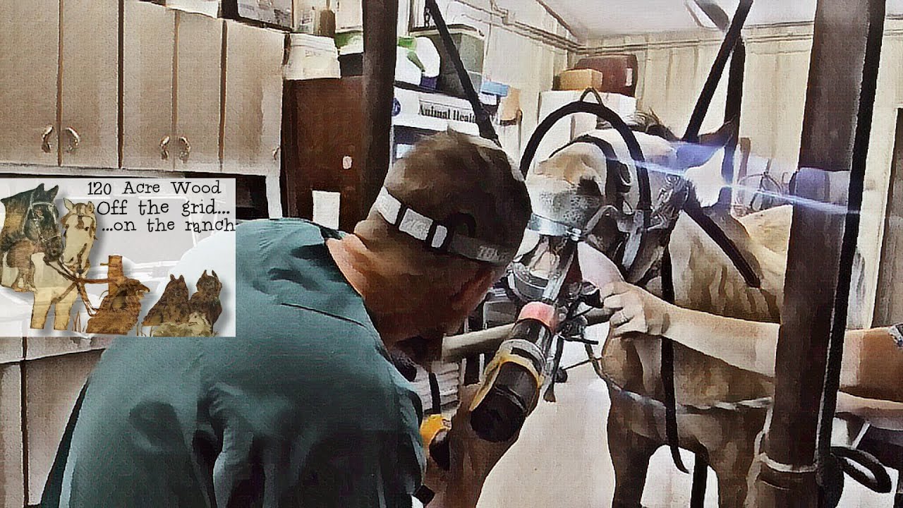 Horse Teeth Floating. Equine Dentistry Facts. Challenge! How Much Can You Watch? + Fibrotic Myopathy
