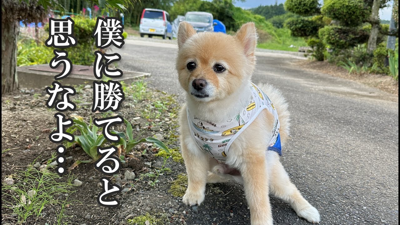 福島の田舎でたくましく成長するポメラニアンのポメくん