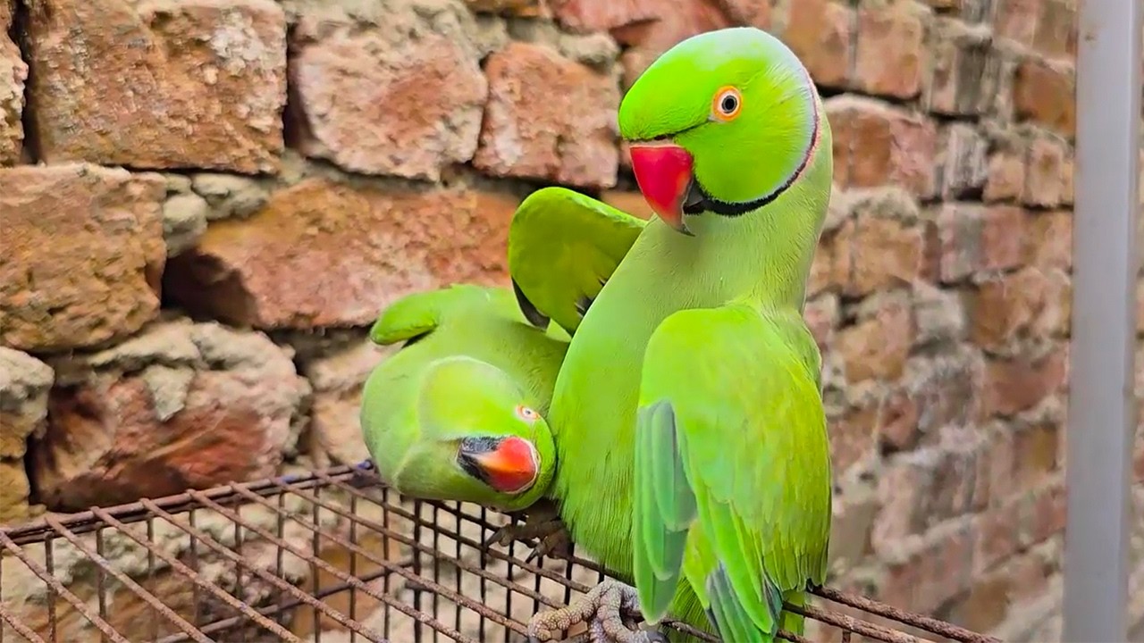 Super Cute Pair Of Green Talking Dancing Parrots