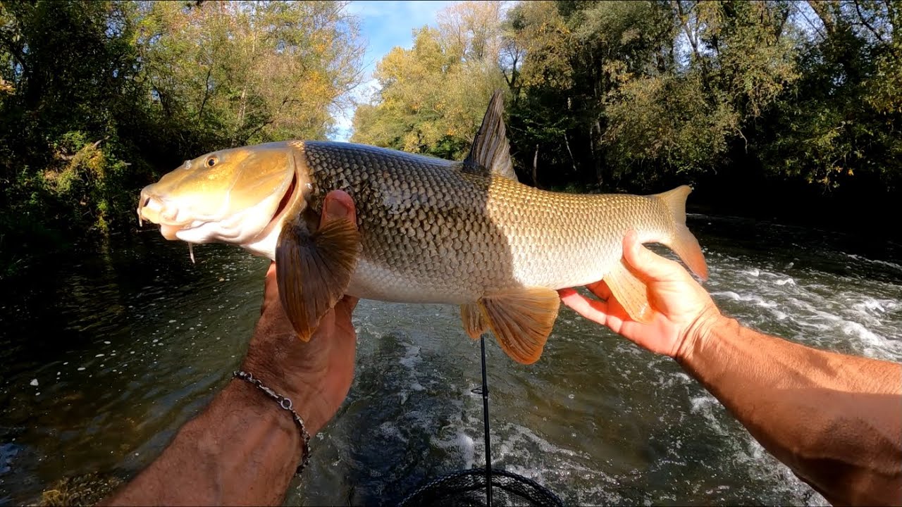 La p&ecirc;che &agrave; l'U.L. aux leurres en rivi&egrave;re (L'ILL)