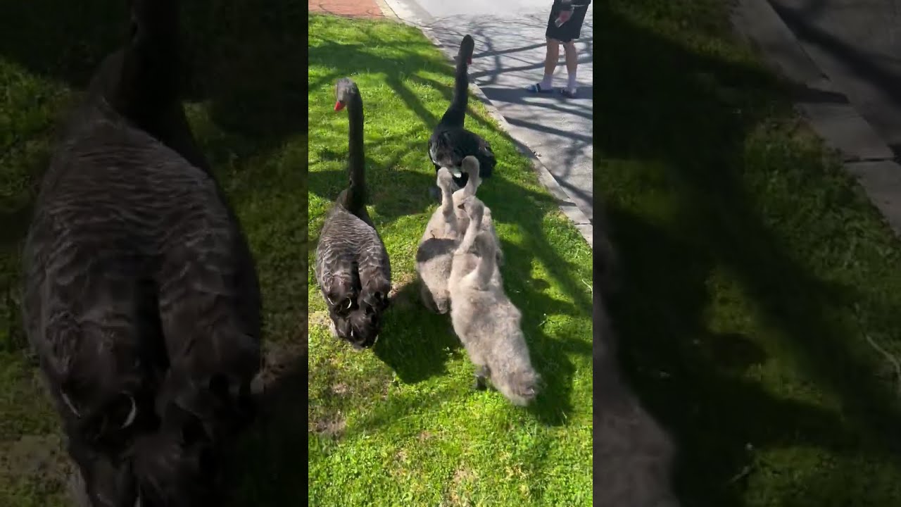A Little Help- Rescuing the Lost Swans and the cygnets back Home.