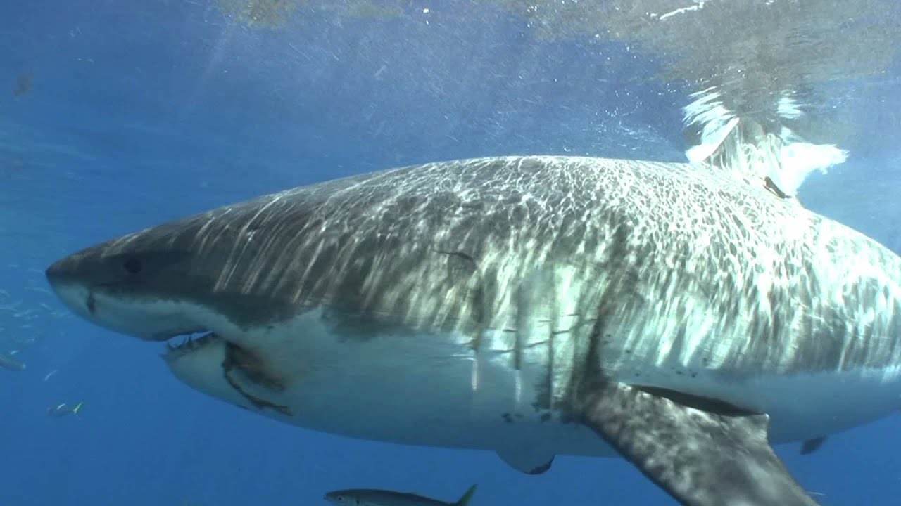 White Shark Behavior: Part 1