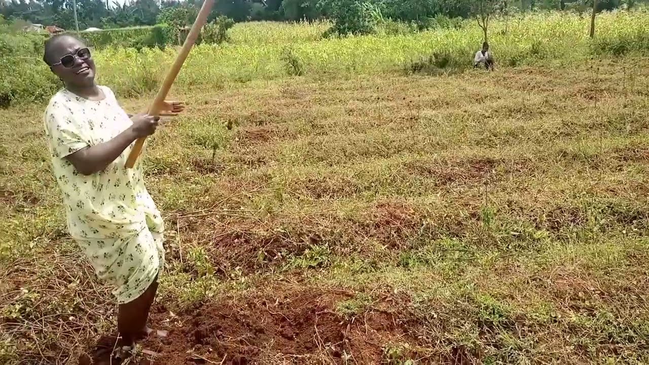 Village Life || How to Remove Sweet Potatoes from the Samba || Shamba Vlog with Grandpa || Babu 