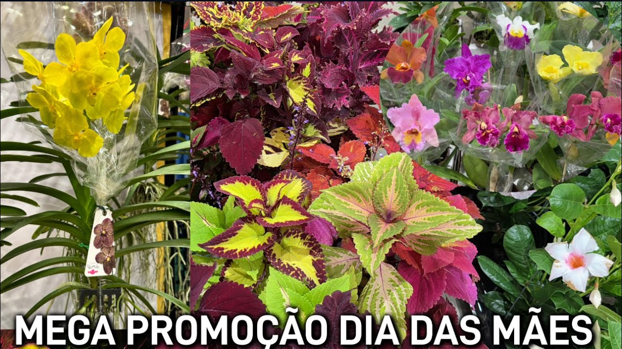 Comprando Plantas para o dia das Mães - Cidade das Flores!
