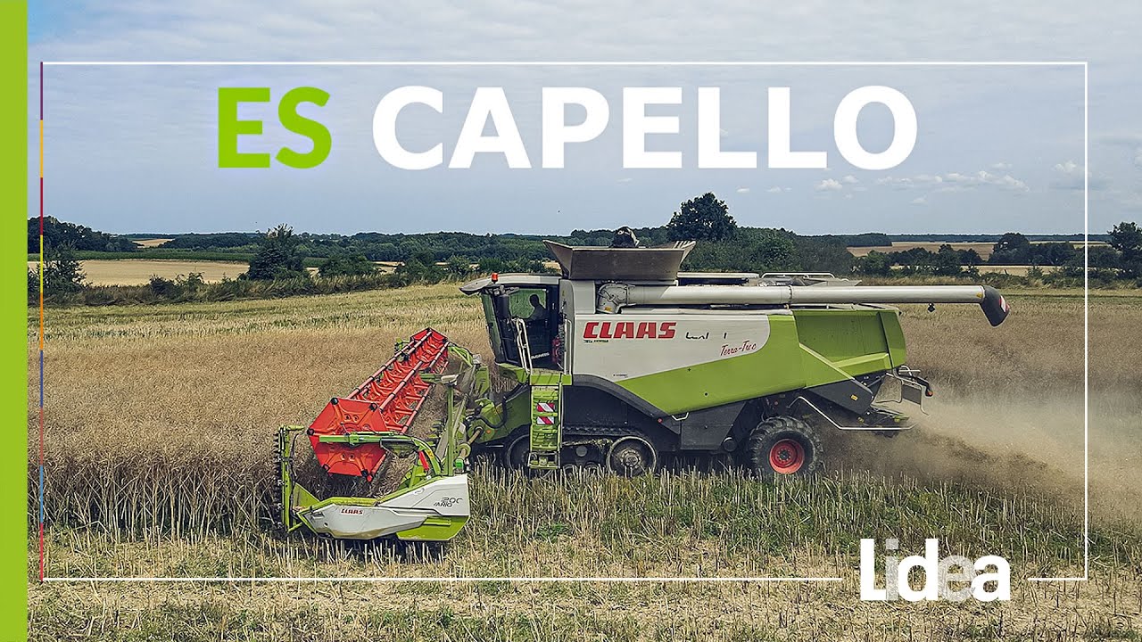 Zbi&oacute;r rzepaku ES Capello | Rol-Pol Czarnolas | LIDEA