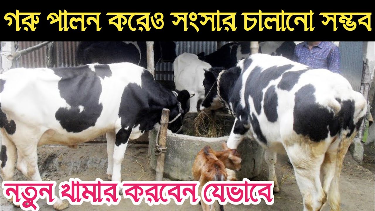 গরু পালন কি সত্যিই লাভজনক? খরচ, লাভ ও পূর্ণ পরিকল্পনা / cow farming // বংশীএগ্রো