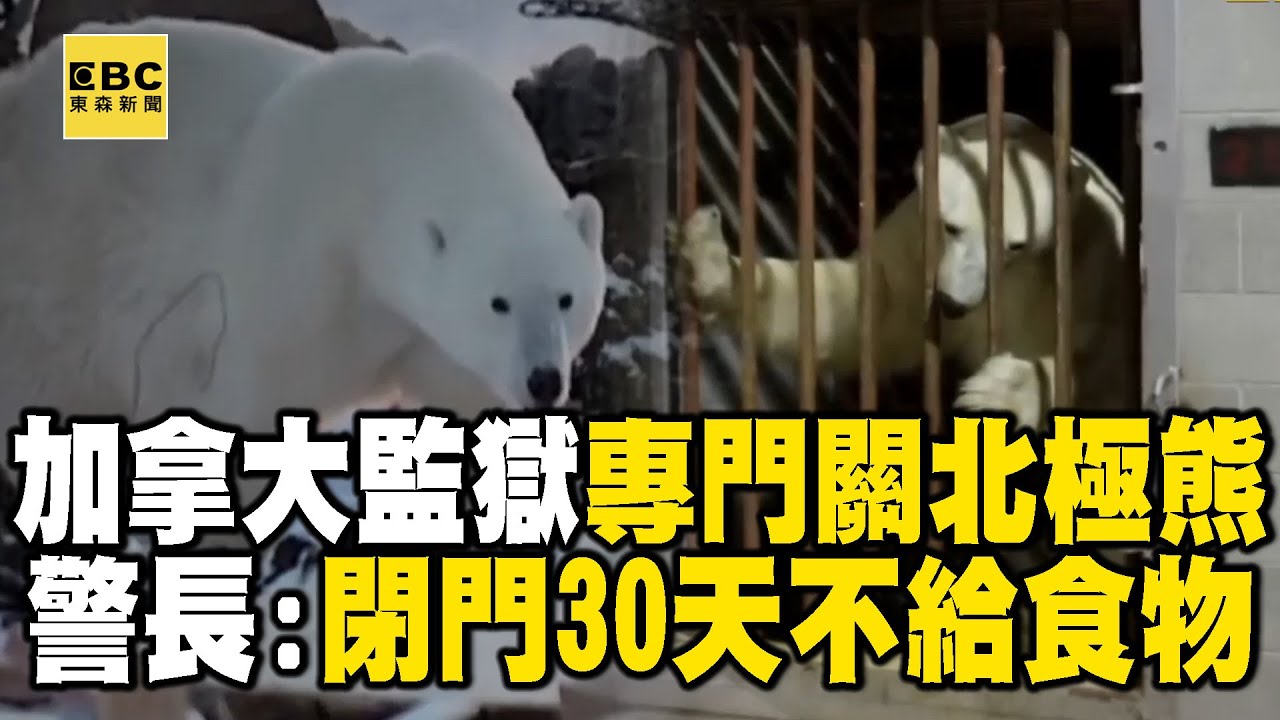 【精選】加拿大監獄專門關押「愛闖家門的北極熊」？！「閉門30天只給水喝」警官：讓牠記取教訓！ 