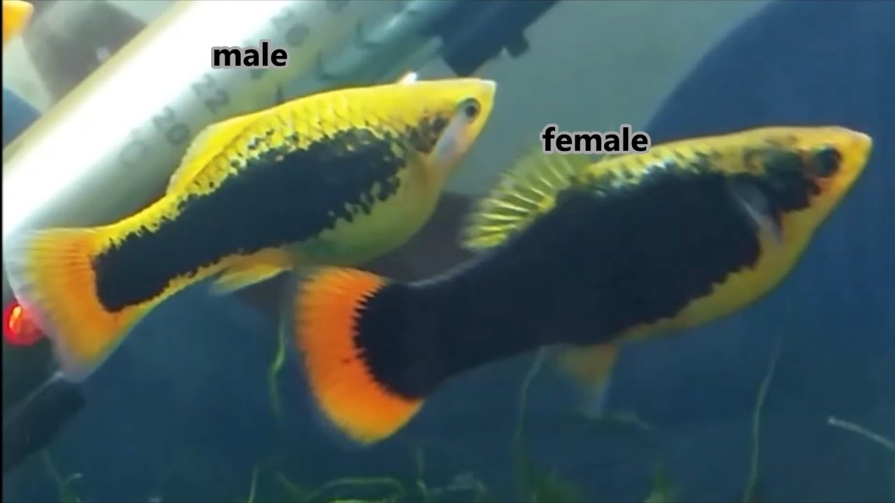 How to tell platy fish gender and how platies mate. how platys fish breed