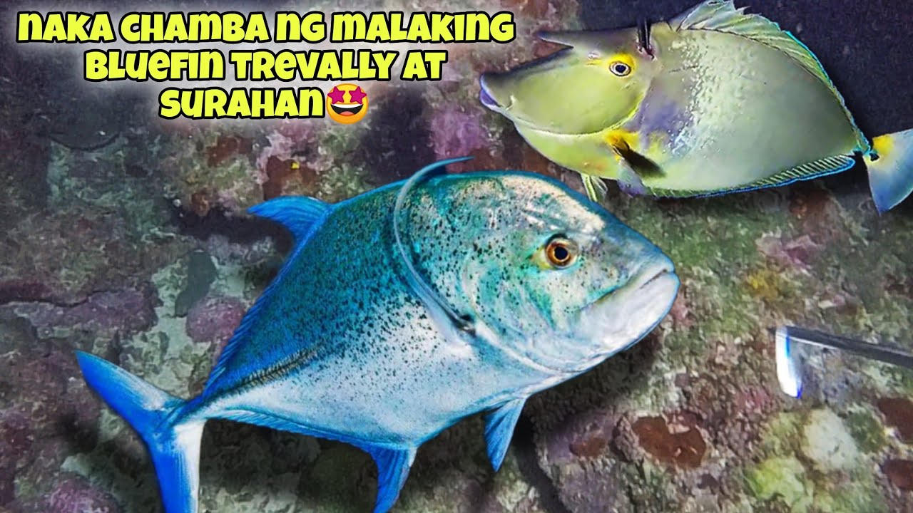 NAKA CHAMBA NG MALAKING BLUEFIN TREVALLY AT SURAHAN🤩 Re Upload #kapanatv #fishing #viral #viralvideo
