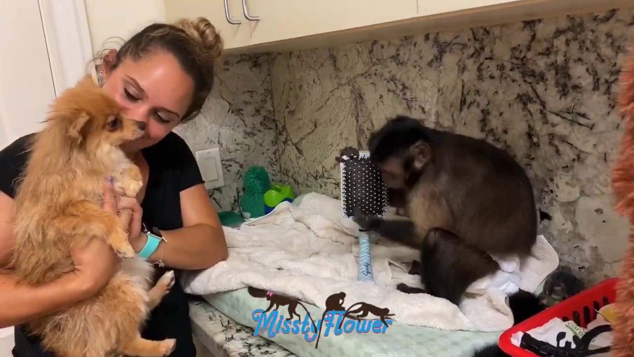 Monkey Toby helps Sissy with Cookie the dog's bath by  combing her hair