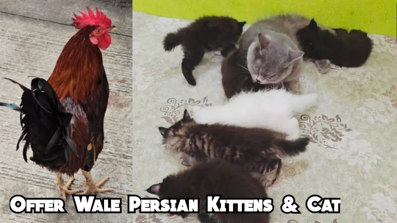Saste Persian kittens & cat's available in Hyderabad | desi murga in Hyderabad Hafiz Baba Nagar