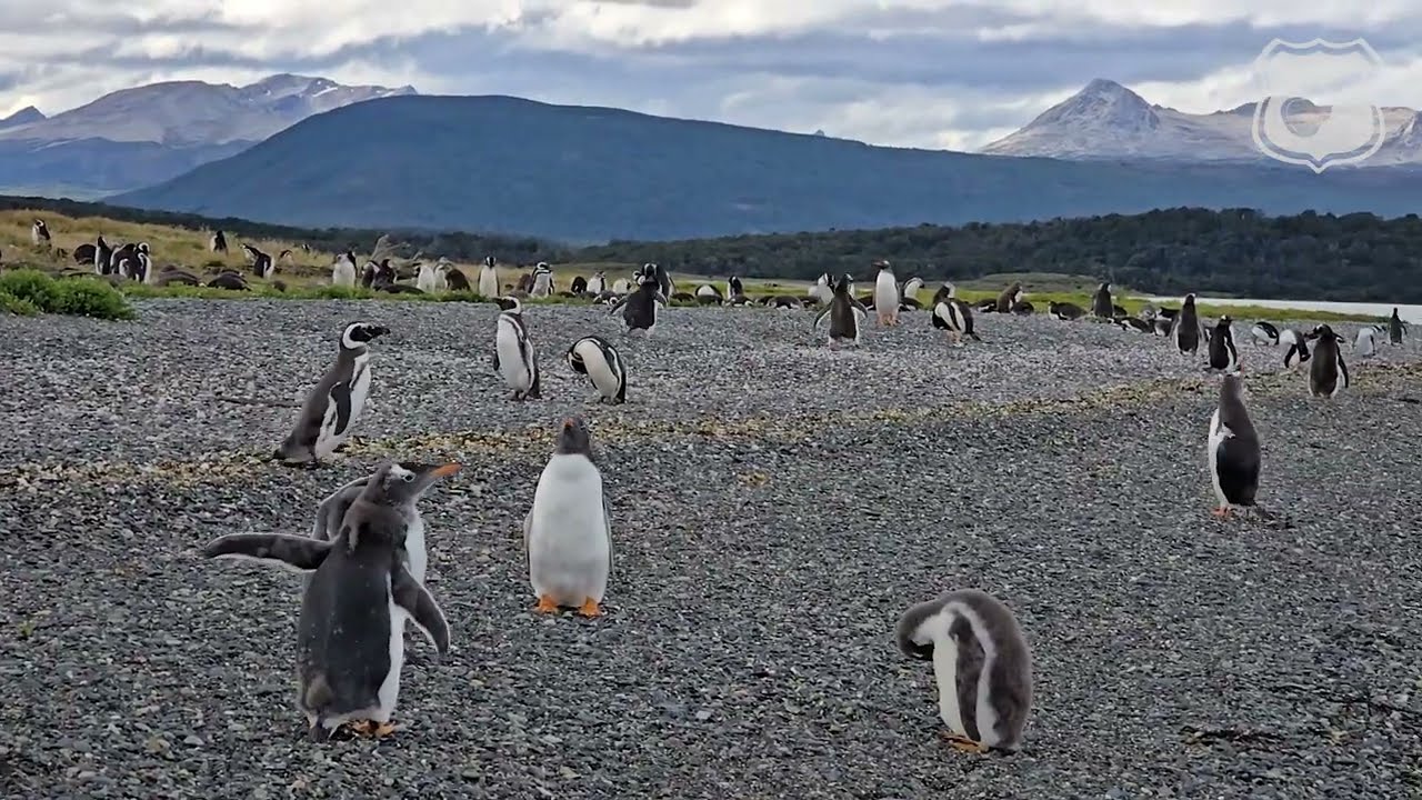 Penguin Antics of the Beagle