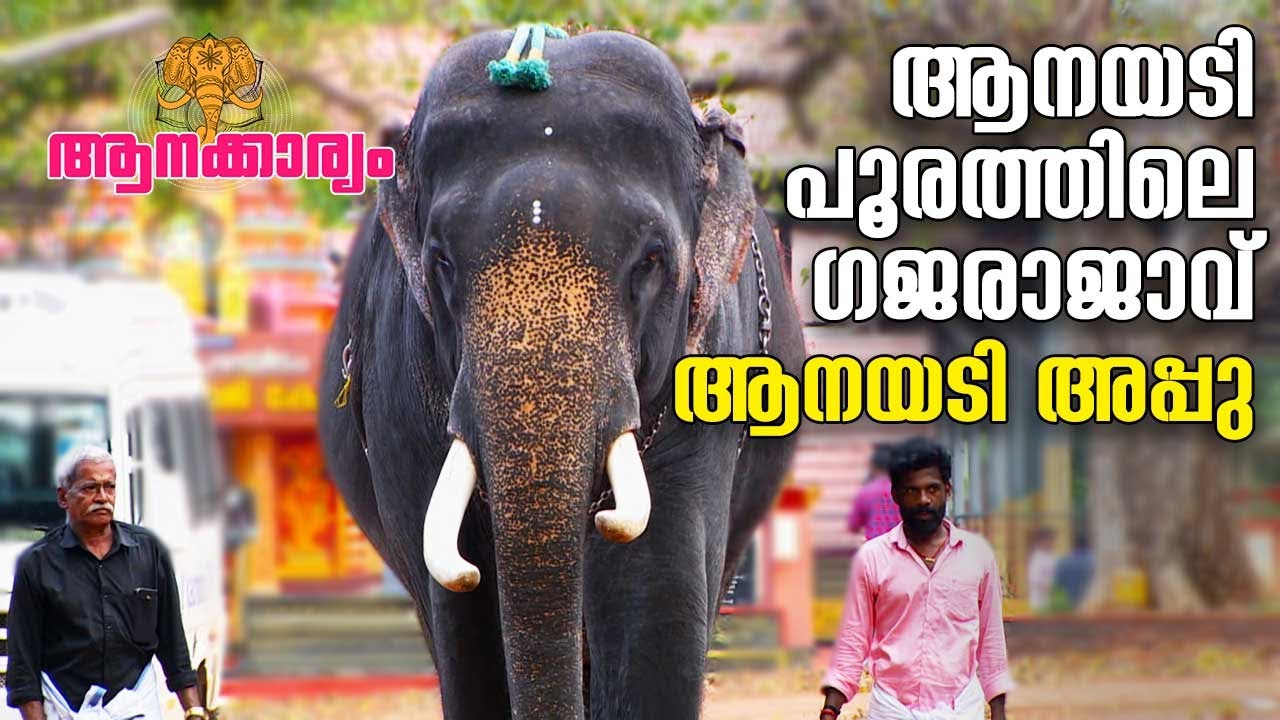 EP 64 | ആനയടി പൂരത്തിലെ ഗജരാജാവ് ആനയടി അപ്പു | Anayadi Appu | Aanakkaryam