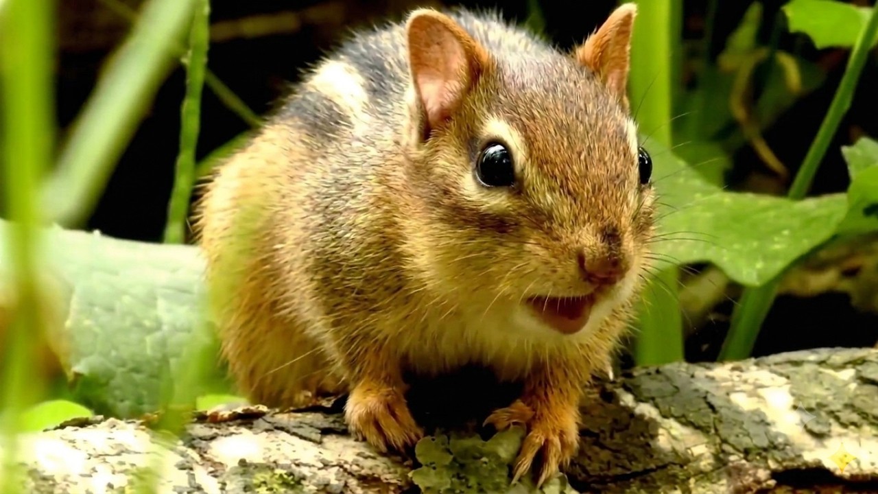 Chipmunk call sounds & funny moments