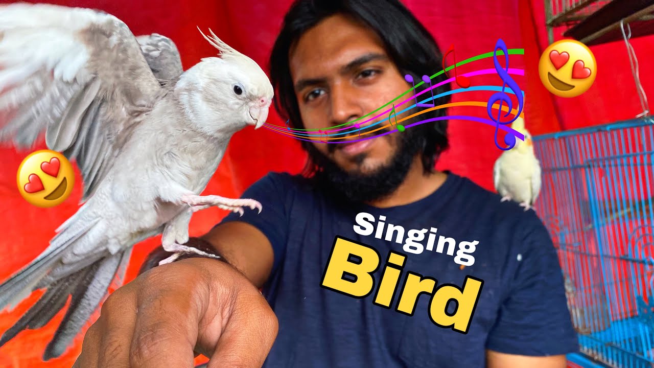 New Bird Friend sings 🦜🪶😍