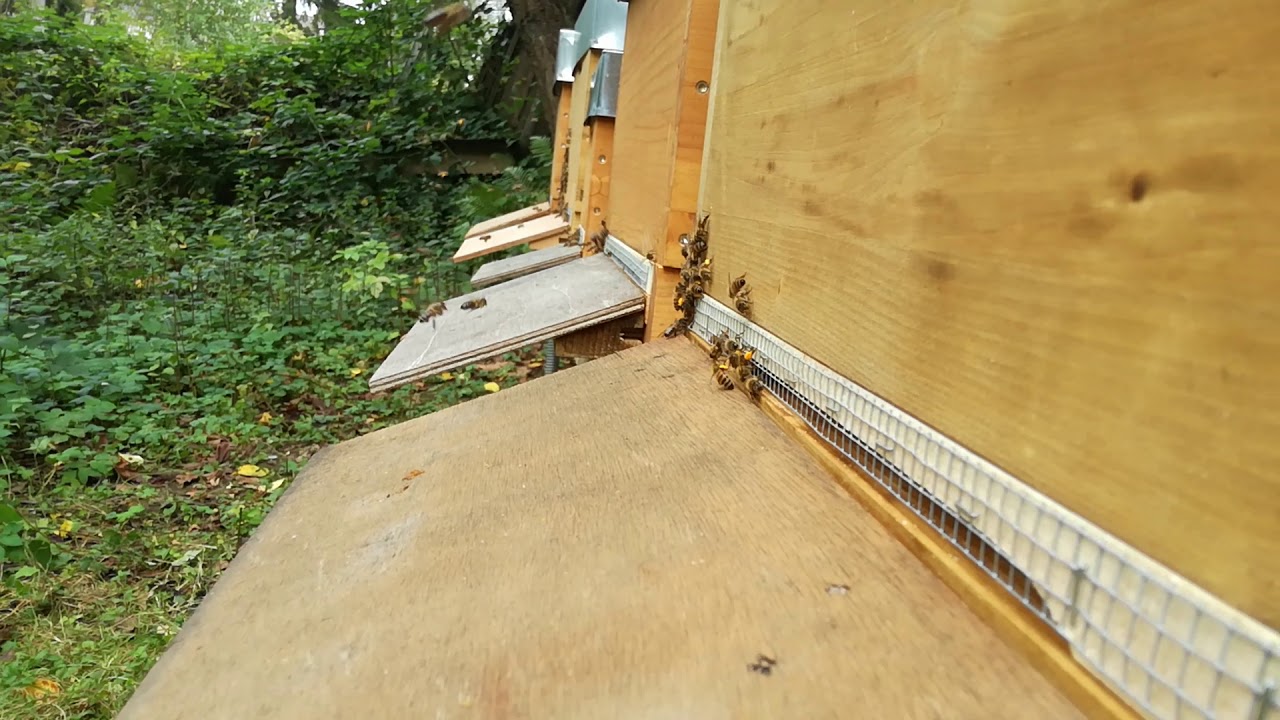Imkern mit Dadant Teil 5 - Bienenflug