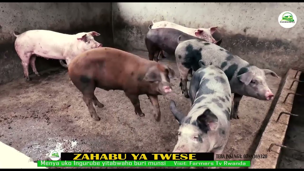#INGURUBE MENYA UKO WAKORA UBWOROZI BW'INGURUBE BYIHUSE IFARANGA RIKAJEJETA
