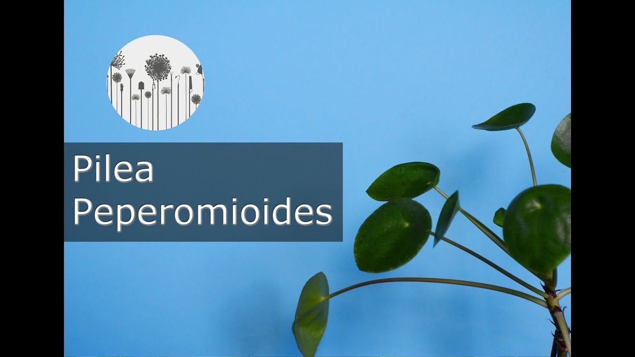 Pilea peperomioides - pieniążek. Hodowla, uprawa, wymagania, pielęgnacja