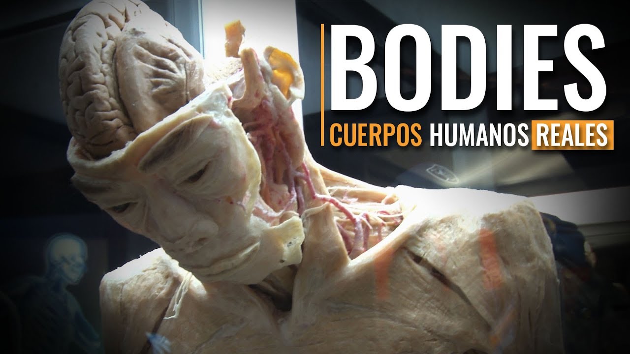 Bodies un recorrido por el cuerpo humano