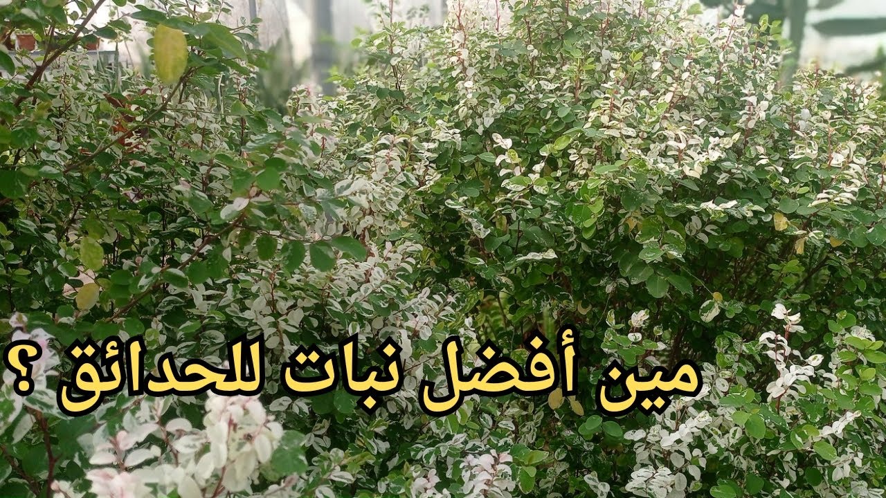 أجمل و أقوى نبات لتنسيق الحدائق | اوراق الثلجية لتزين الاماكن العامة و البيوت