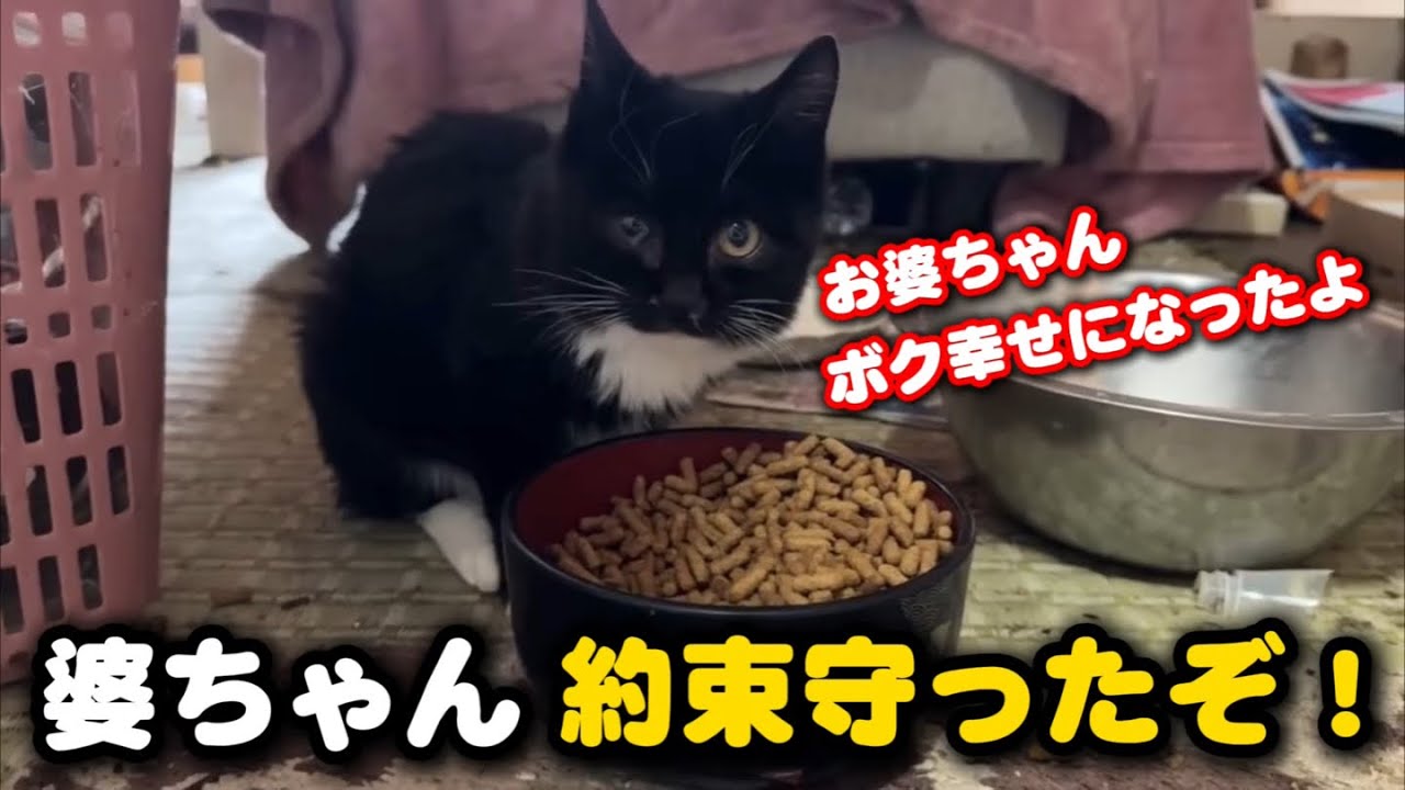 認知症のお婆ちゃんに可愛がられた子猫が幸せを掴みました
