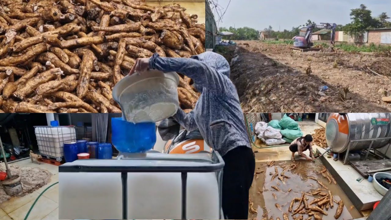Ly Tien Ca dug up the roots of the kudzu plant and ground them into powder.