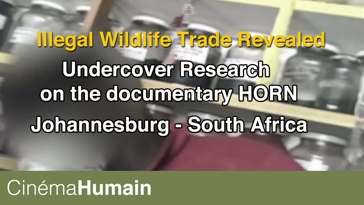 Illegal Wildlife Trade: Cin&eacute;ma Humain goes undercover