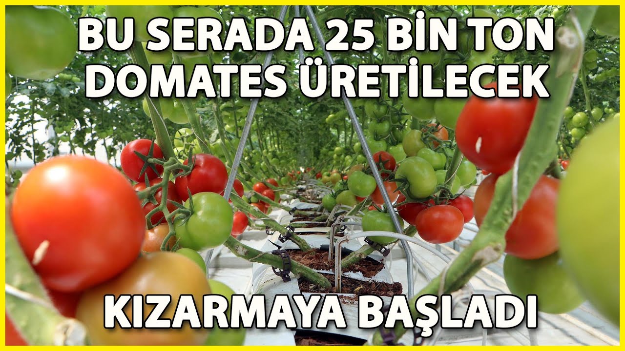 Erzurum'da Termal Serada Üretilen Domatesler Kızarmaya Başladı