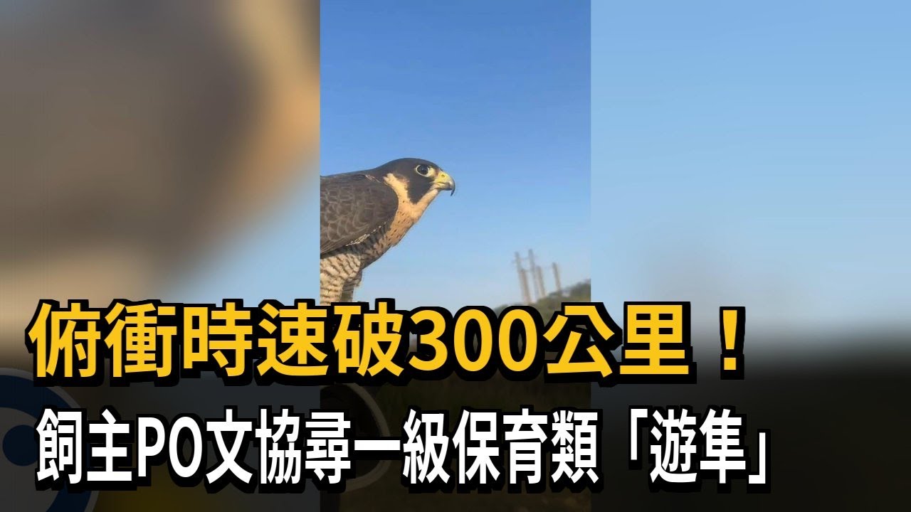 俯衝時速破300公里！ 飼主PO文協尋一級保育類「遊隼」－民視新聞
