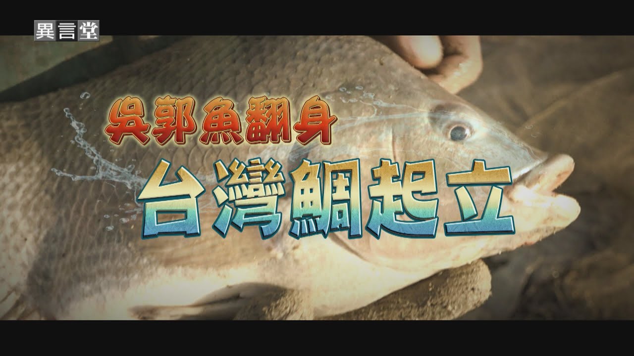 【民視異言堂｜吳郭魚翻身 台灣鯛起立】蛋白質高 脂肪量低 營養價值優勢  為何吳郭魚要改名台灣鯛？