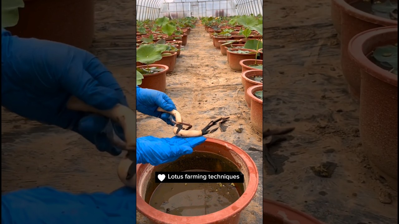 How To Grow Beautiful Lotus Flowers #satisfying #farming