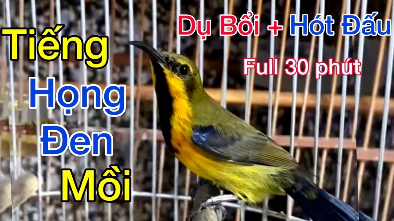 Tiếng Chim Hút Mật Họng Đen Mồi Bẫy Loa, Kích Bổi Cực Hiệu Quả - Chim Về Nhanh