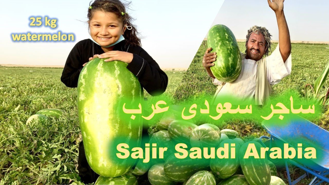 Watermelon Saudi Arabia Sajir البطيخ السعودية ساجر