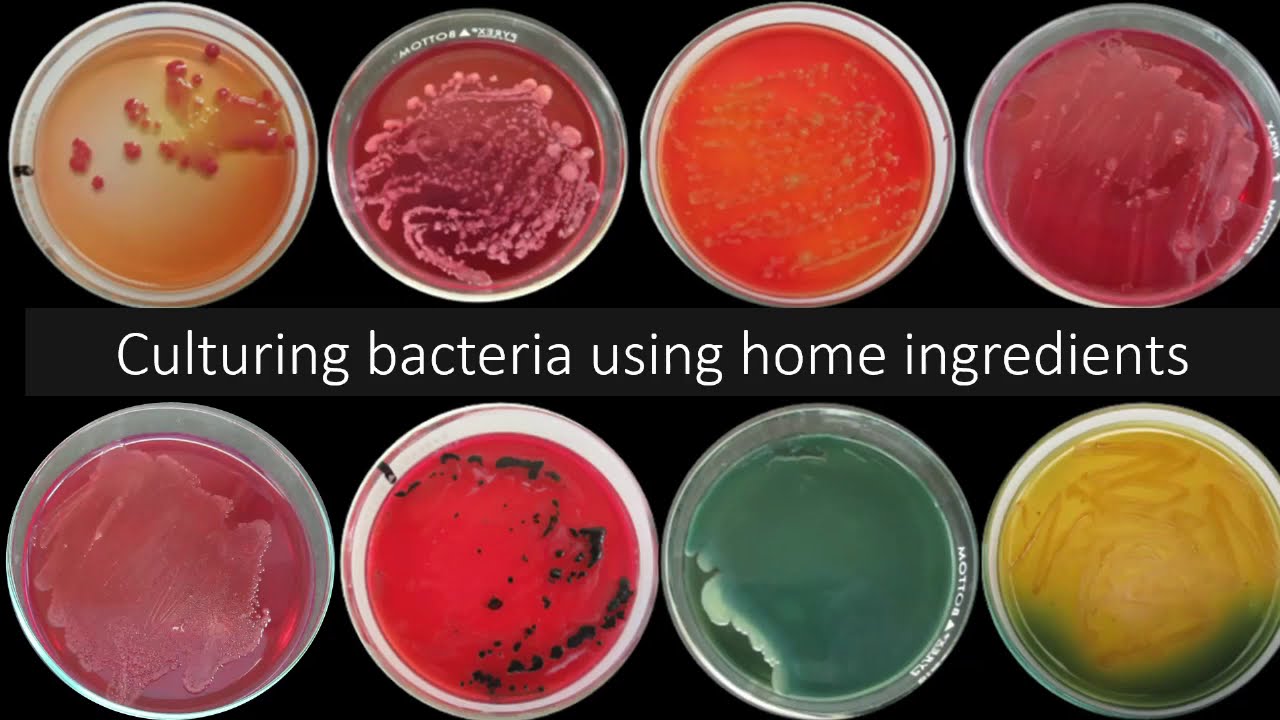 DIY Microbiology: Culturing bacteria using home materials and ingredients