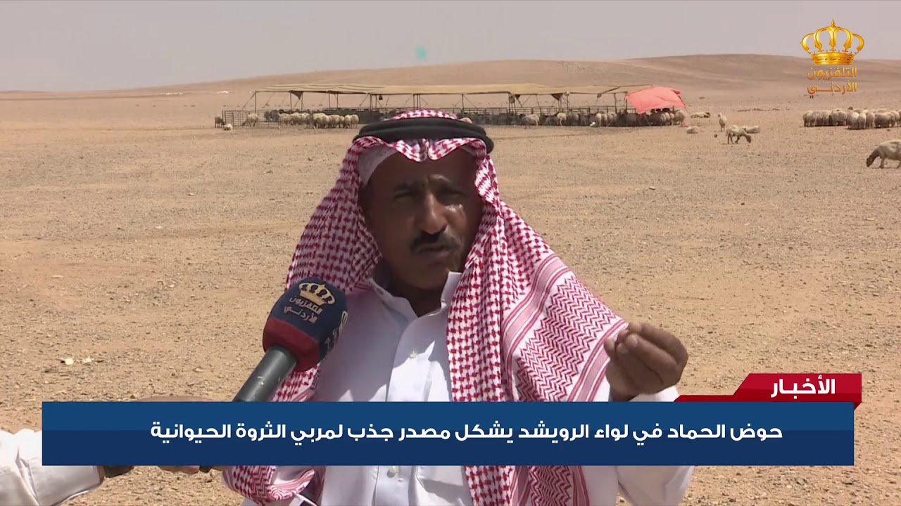 حوض الحماد في لواء الرويشد يشكل مصدر جذب لمربي الثروة الحيوانية