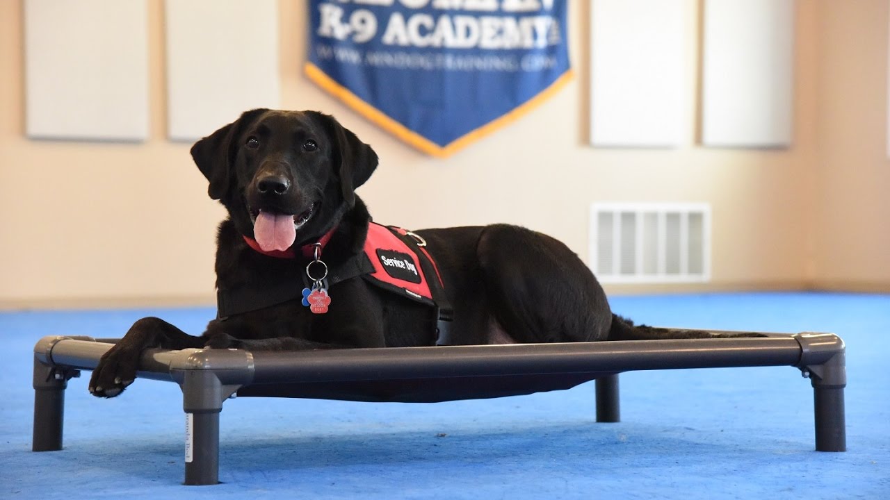 Frankie (Labrador Retriever) Psychiatric Service Dog Demonstration