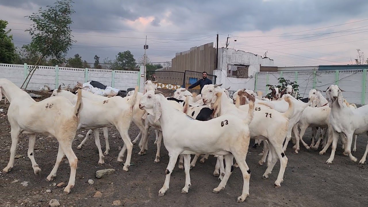 Al Tawakkul Goat Farm Padgha Bhiwandi Super Quality Sojat Goats Collection | Lajawaab Quality Goats