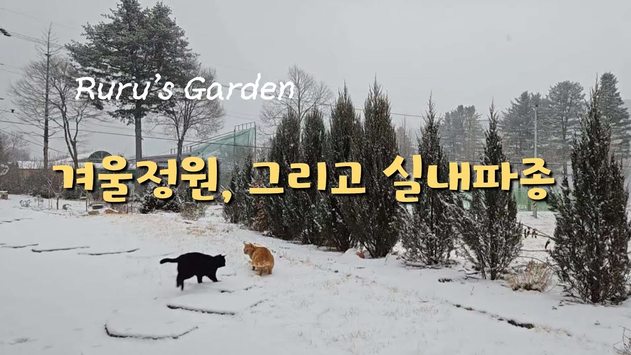 실내파종과 삽목으로 모종 만들기 | 대림원예종묘 엠버서더 3기 첫출발 | 헬레보루스와 팬지