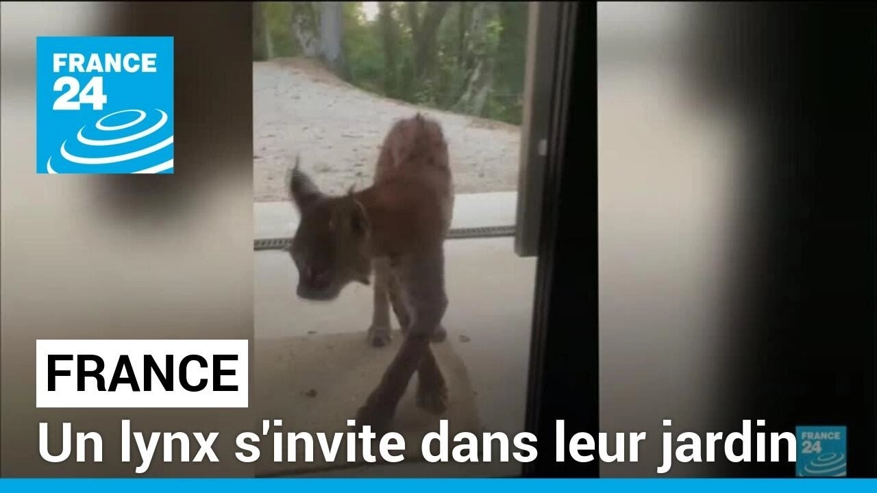 Ain : un lynx s'invite dans leur jardin • FRANCE 24