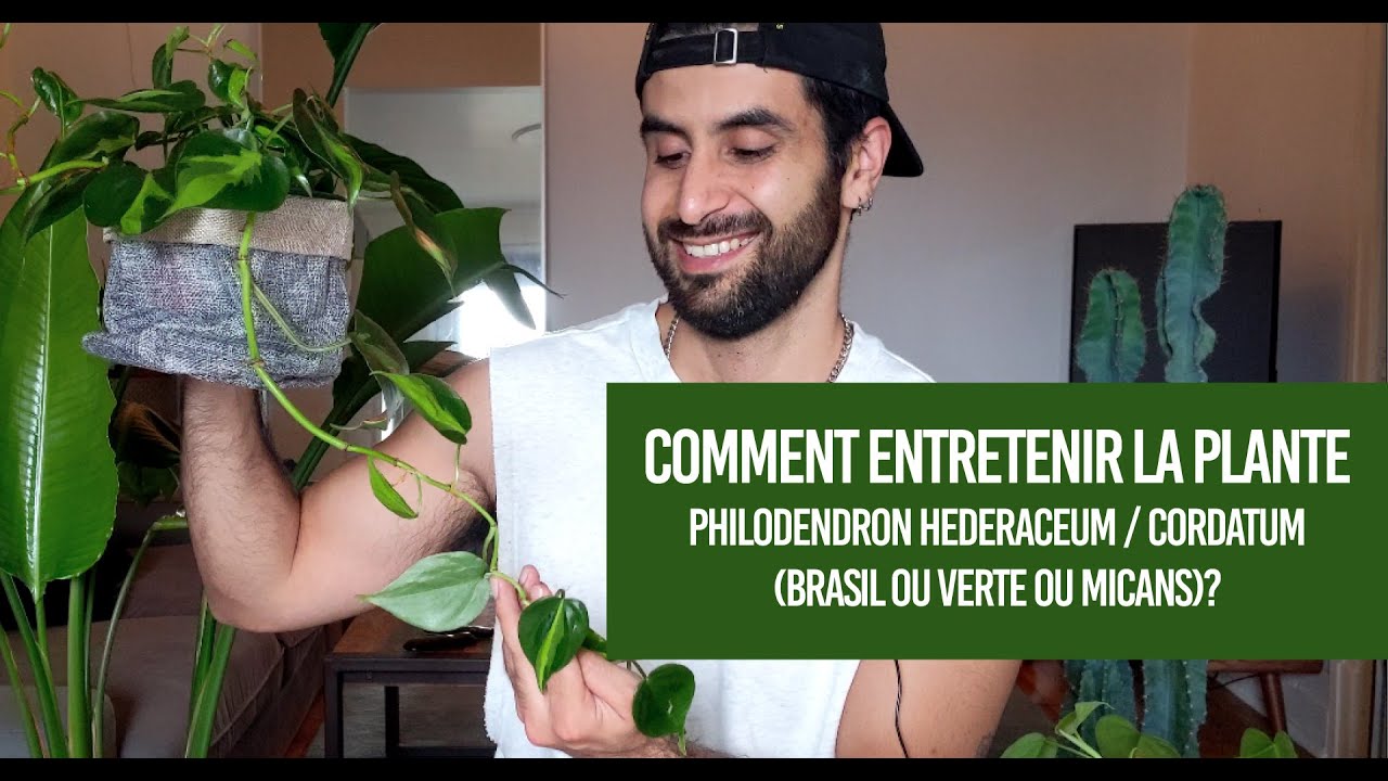 Comment entretenir la plante Philodendron Hederaceum ou Cordatum? (l'entretien de la plante)