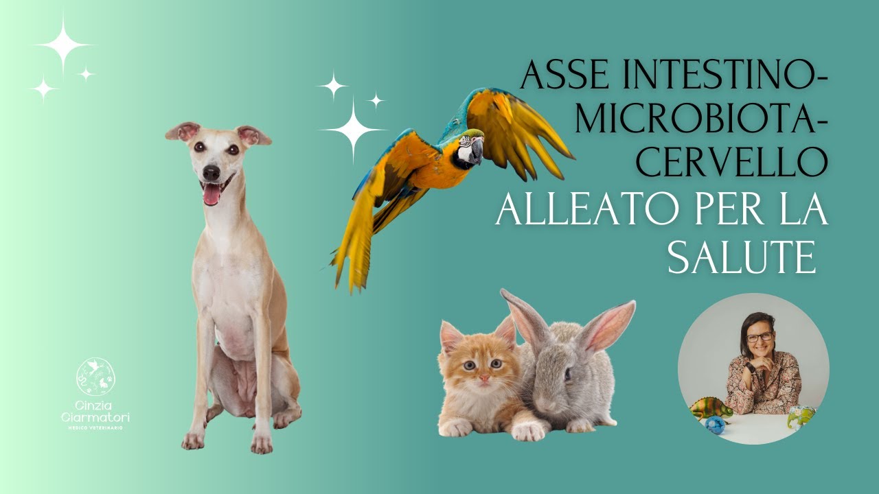 Asse intestino microbiota cervello. Come influisce sulla salute degli animali.