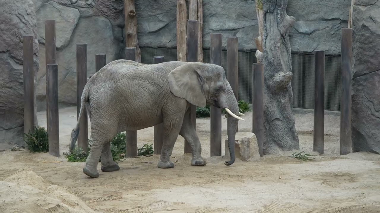 17.01.2026 Zoo Dresden Afrikanische Elefanten