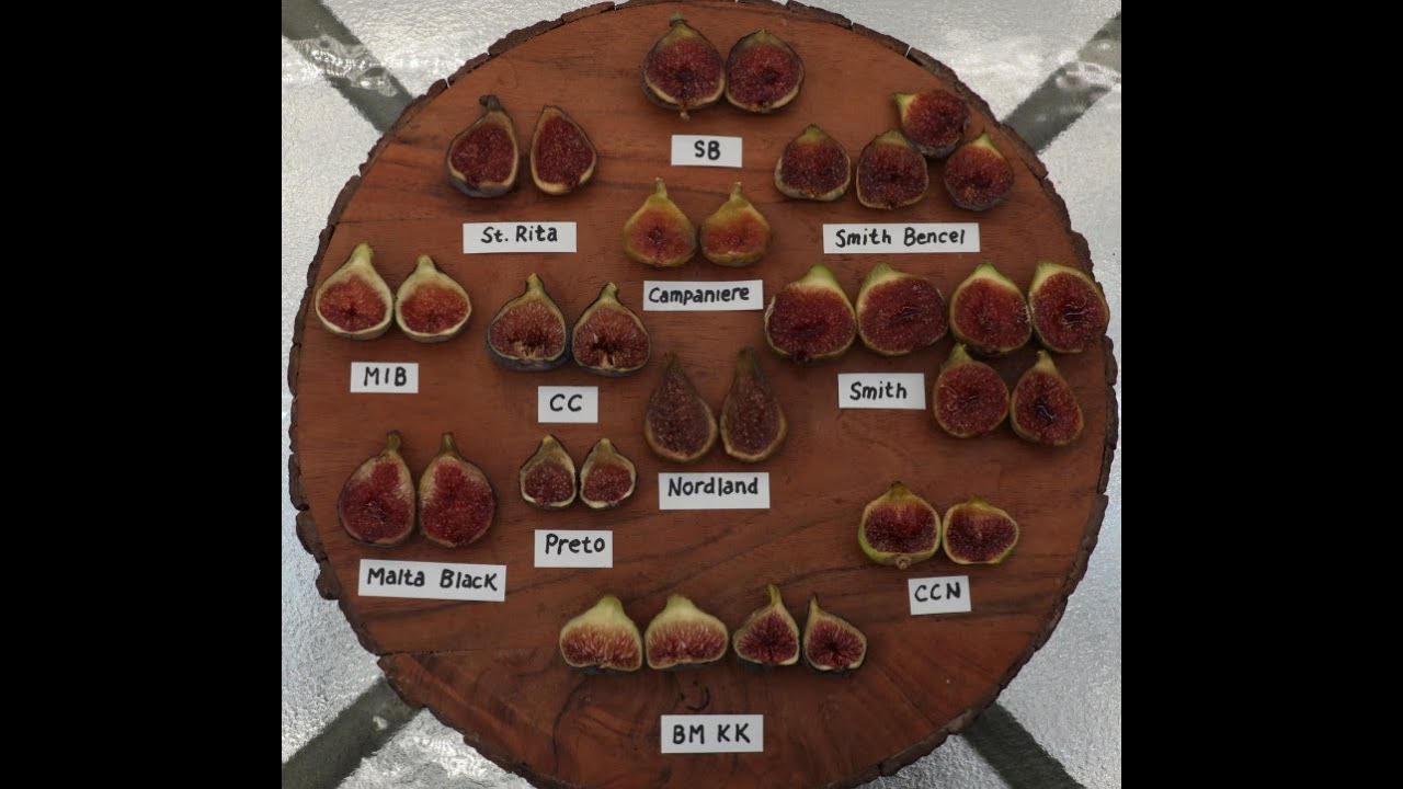 Figs Brix Test (June 19, 2023) Part 2 @backyardfigs