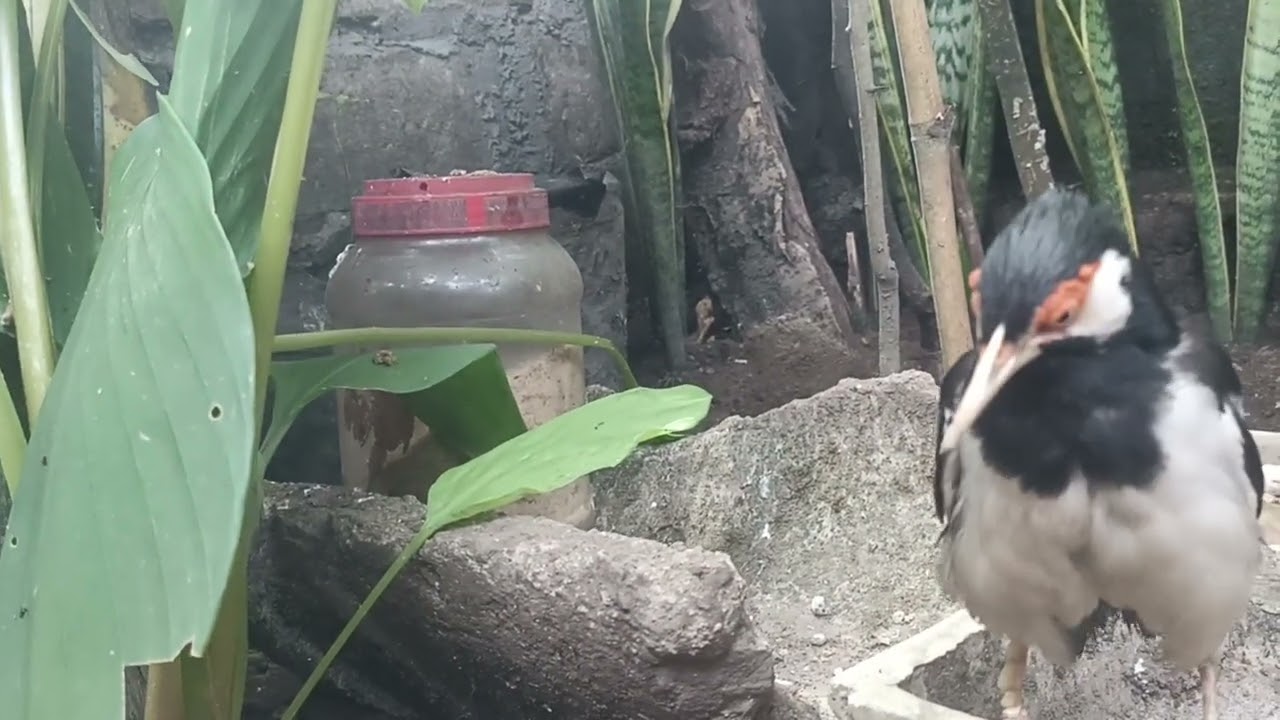 JALAK SUREN MANDI SEMUT ‼️ PERAWATAN BULU