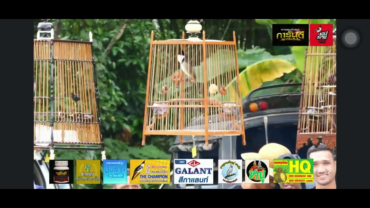 แข่งขันนกกรงหัวจุก.สายธรรมชาติการกุศล.บ้านปลายคลองพุก.อ.ฉวาง. จังหวัดนครศรีธรรมราช18.ธันวาคม 2568