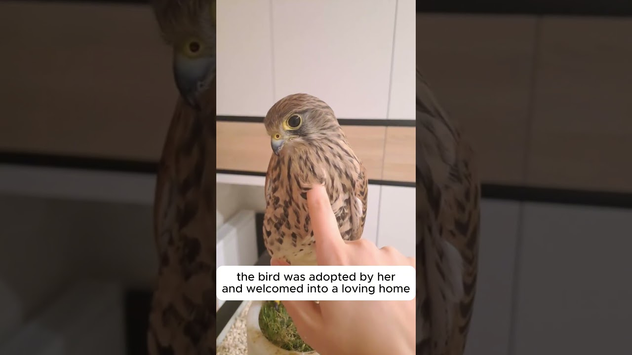 This lady helps a weak kestrel in distress and this happened