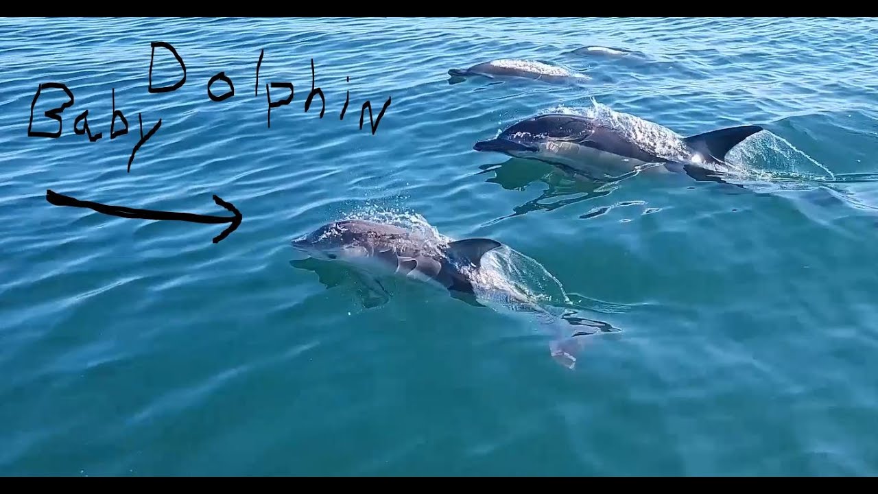 90 mile trek, dolphins, whales, turtles, mola mola, Montauk and more...